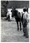 1947 - A Man with a Donkey in Havana, Cuba by Jean Anna Faut